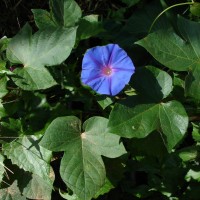 Ipomoea indica (Burm.) Merr.